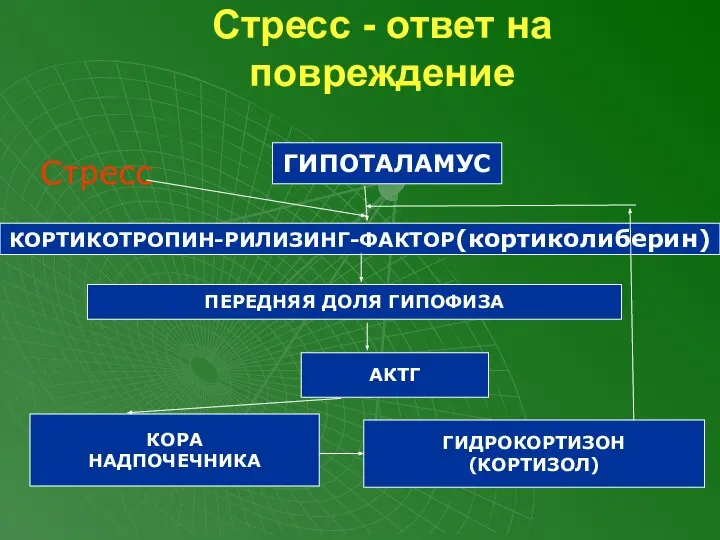 Стресс - ответ на повреждение Стресс ГИПОТАЛАМУС КОРТИКОТРОПИН-РИЛИЗИНГ-ФАКТОР(кортиколиберин) ПЕРЕДНЯЯ ДОЛЯ ГИПОФИЗА АКТГ КОРА НАДПОЧЕЧНИКА ГИДРОКОРТИЗОН (КОРТИЗОЛ)