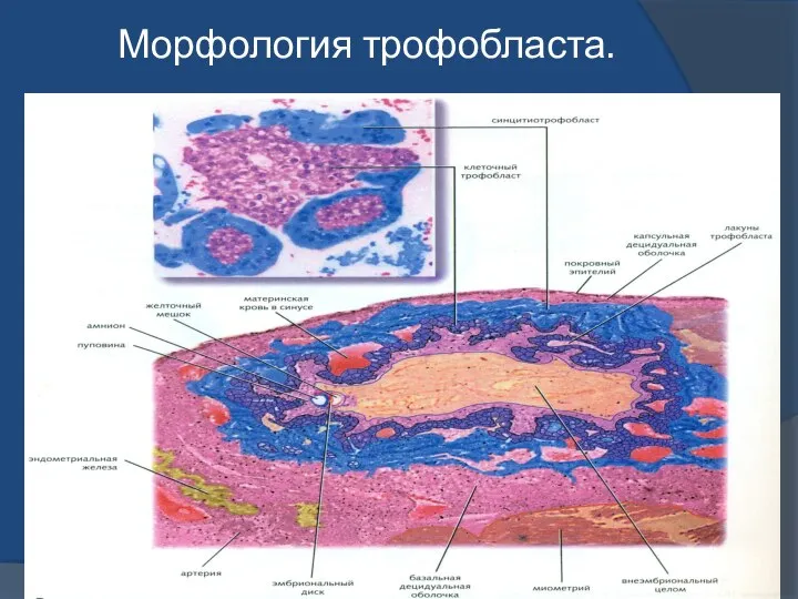 Морфология трофобласта.