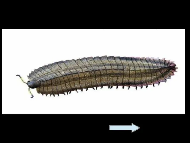 9. Артроплевра (Arthropleura)