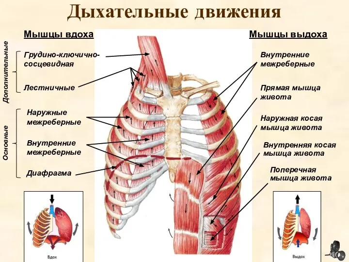 Дыхательные движения Грудино-ключично-сосцевидная Лестничные Наружные межреберные Внутренние межреберные Диафрагма Внутренние межреберные