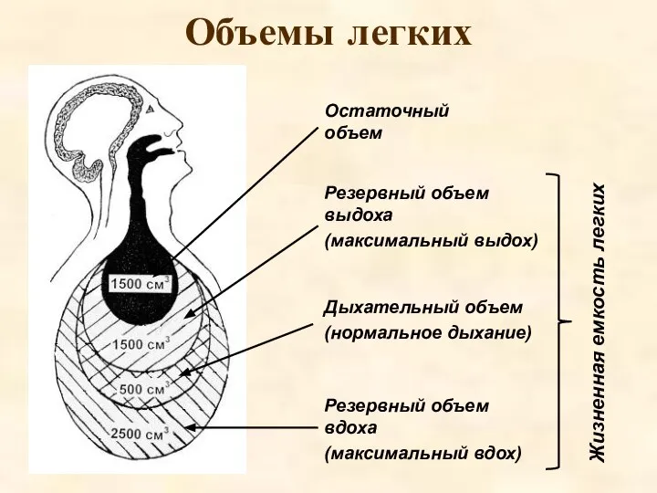 Объемы легких Остаточный объем Резервный объем выдоха (максимальный выдох) Резервный объем