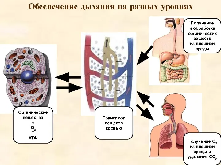 Обеспечение дыхания на разных уровнях Органические вещества + О2 ⭣ АТФ