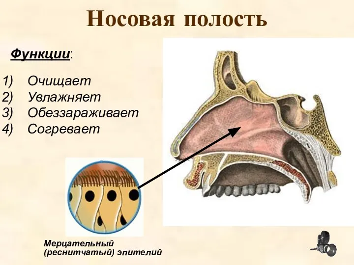 Носовая полость Функции: Очищает Увлажняет Обеззараживает Согревает Мерцательный (реснитчатый) эпителий