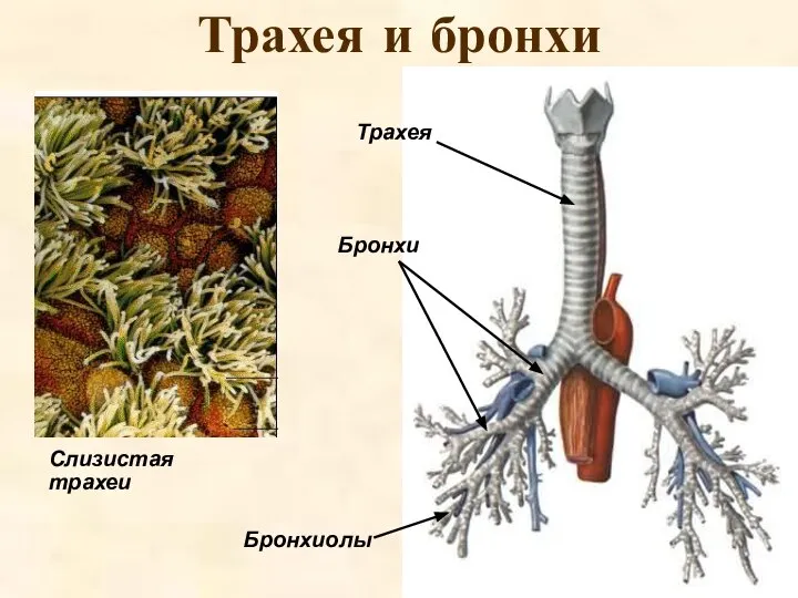 Трахея и бронхи Слизистая трахеи Трахея Бронхи Бронхиолы