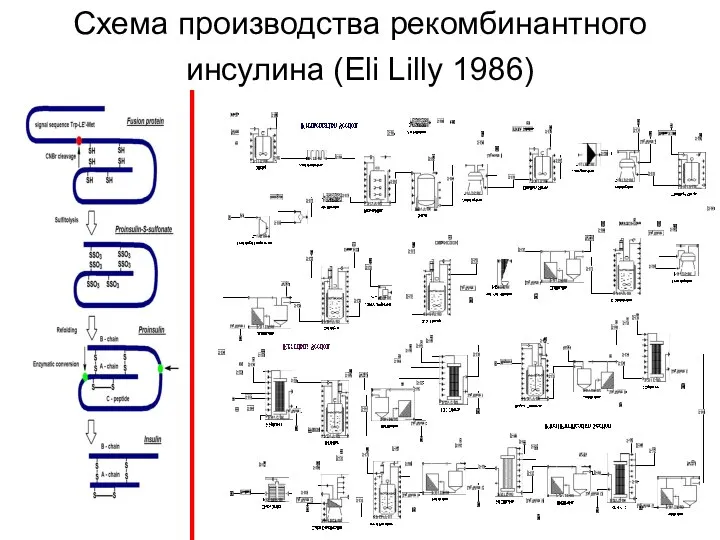 Схема производства рекомбинантного инсулина (Eli Lilly 1986)