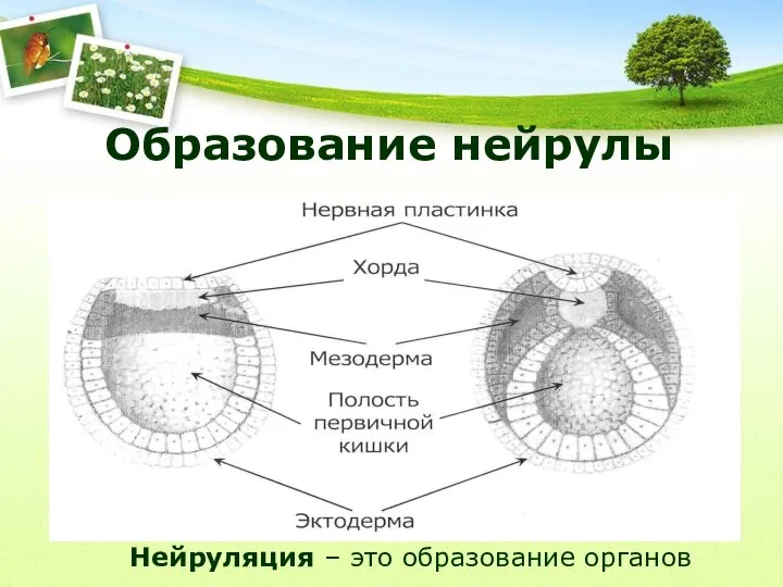 Образование нейрулы Нейруляция – это образование органов