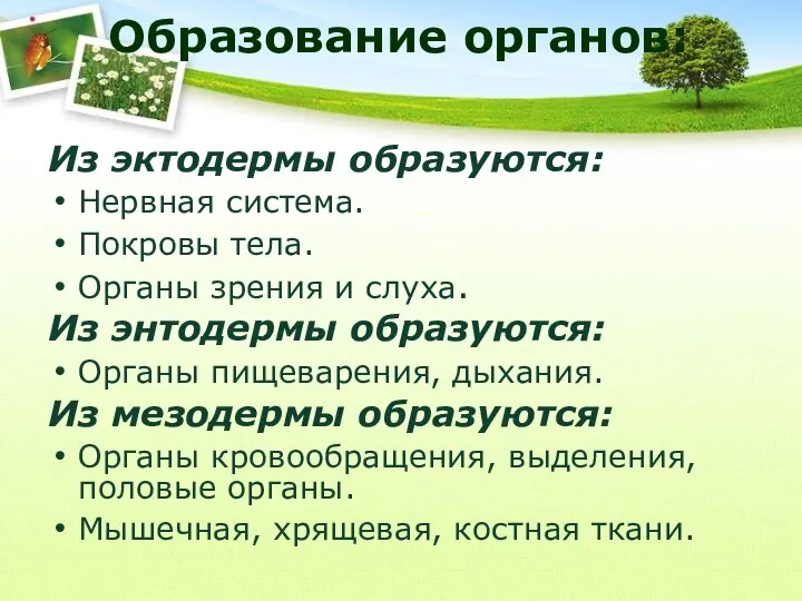 Образование органов: Из эктодермы образуются: Нервная система. Покровы тела. Органы зрения