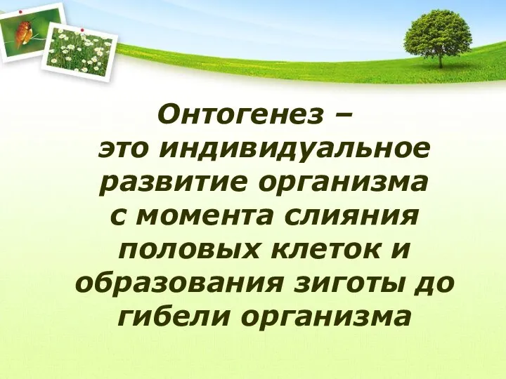 Онтогенез – это индивидуальное развитие организма с момента слияния половых клеток