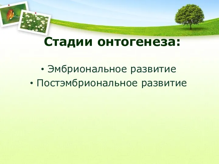 Стадии онтогенеза: Эмбриональное развитие Постэмбриональное развитие