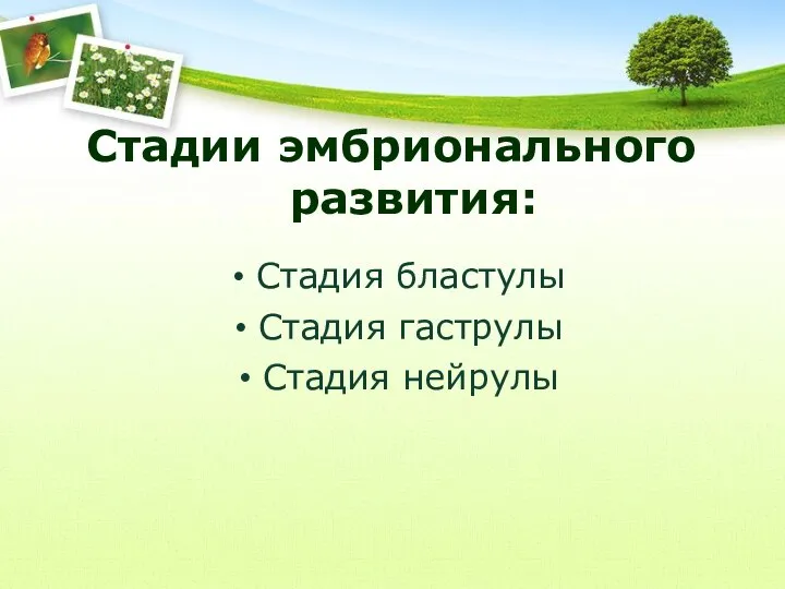 Стадии эмбрионального развития: Стадия бластулы Стадия гаструлы Стадия нейрулы