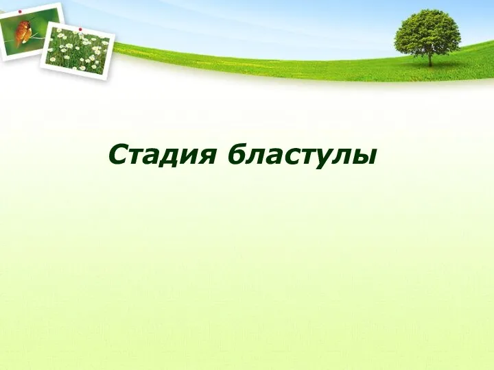 Стадия бластулы