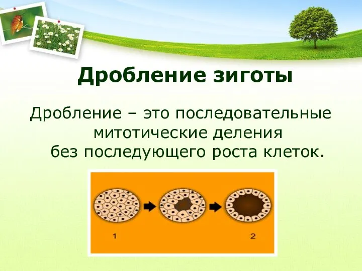 Дробление зиготы Дробление – это последовательные митотические деления без последующего роста клеток.