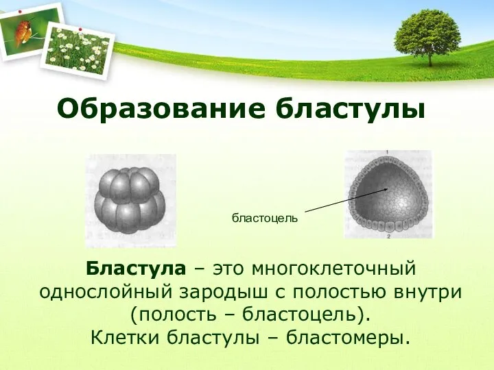 Образование бластулы бластоцель Бластула – это многоклеточный однослойный зародыш с полостью