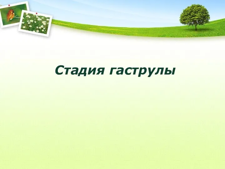 Стадия гаструлы