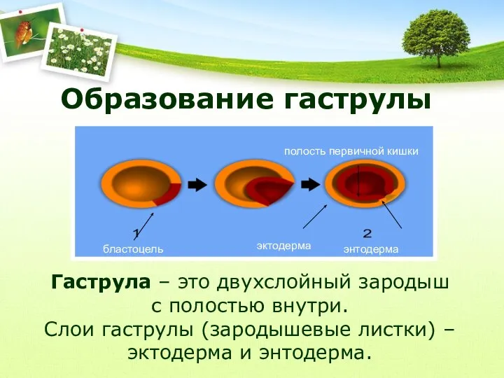 Образование гаструлы Гаструла – это двухслойный зародыш с полостью внутри. Слои