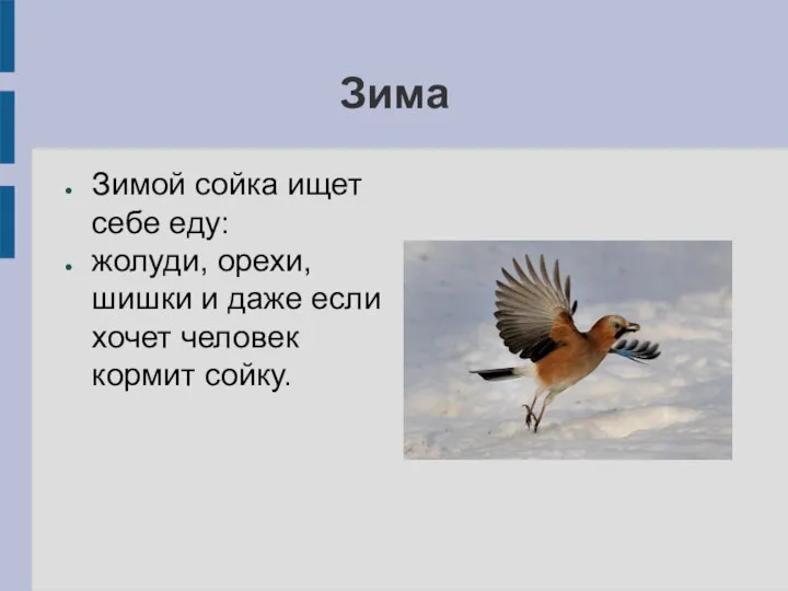 Зима Зимой сойка ищет себе еду: жолуди, орехи, шишки и даже если хочет человек кормит сойку.