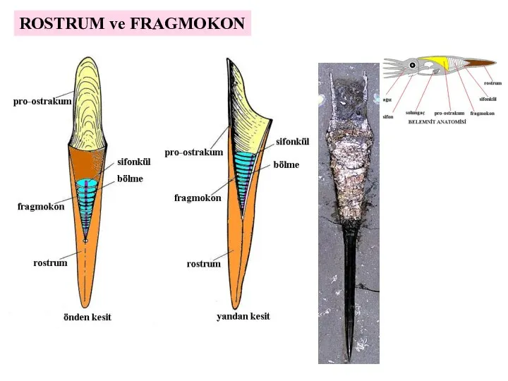 ROSTRUM ve FRAGMOKON