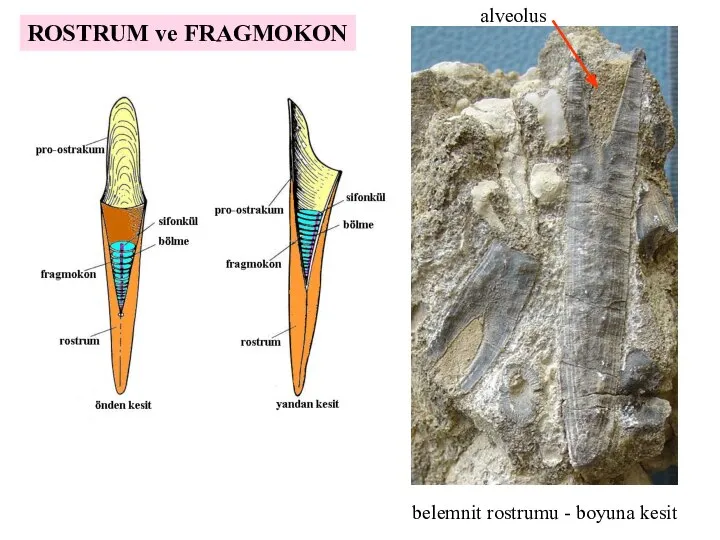 ROSTRUM ve FRAGMOKON alveolus belemnit rostrumu - boyuna kesit