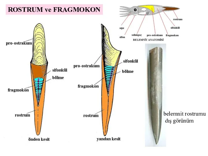 ROSTRUM ve FRAGMOKON belemnit rostrumu dış görünüm