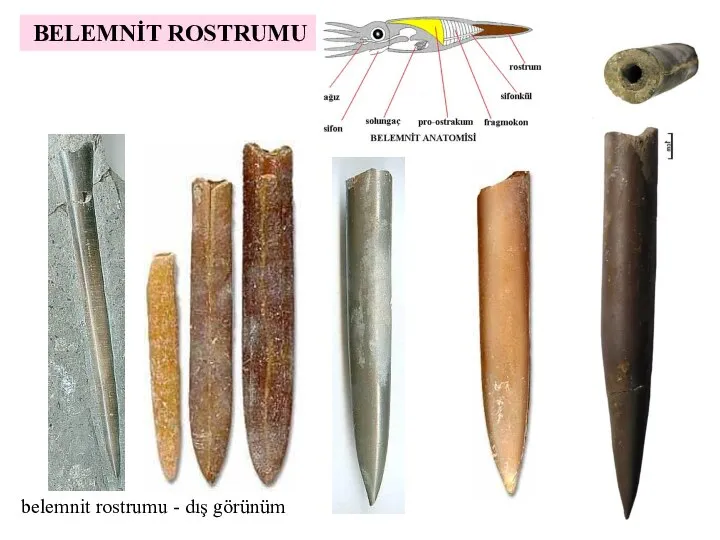 BELEMNİT ROSTRUMU belemnit rostrumu - dış görünüm