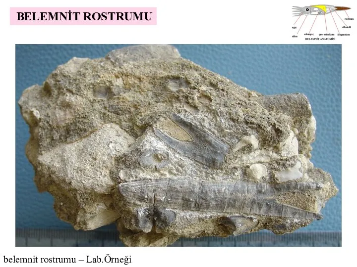 BELEMNİT ROSTRUMU belemnit rostrumu – Lab.Örneği