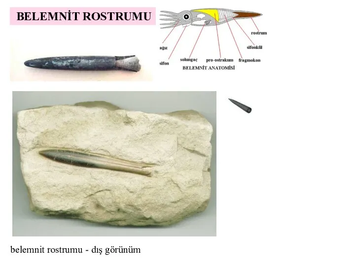 BELEMNİT ROSTRUMU belemnit rostrumu - dış görünüm