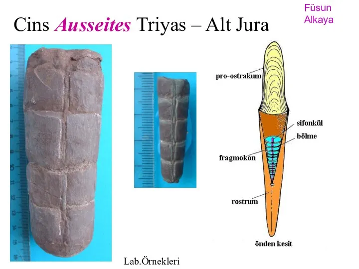 Cins Ausseites Triyas – Alt Jura Füsun Alkaya Lab.Örnekleri