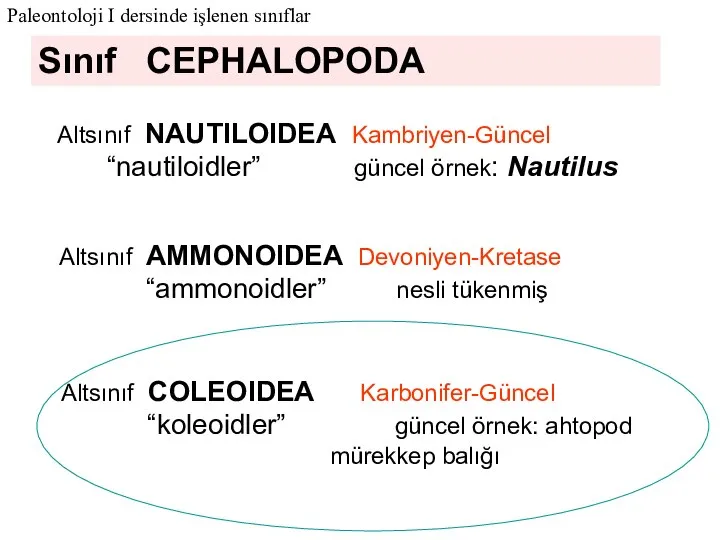 Sınıf CEPHALOPODA Altsınıf COLEOIDEA Karbonifer-Güncel “koleoidler” güncel örnek: ahtopod mürekkep balığı