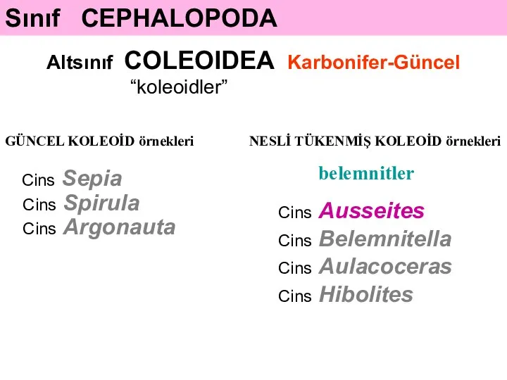 Sınıf CEPHALOPODA Altsınıf COLEOIDEA Karbonifer-Güncel “koleoidler” Cins Sepia Cins Spirula Cins