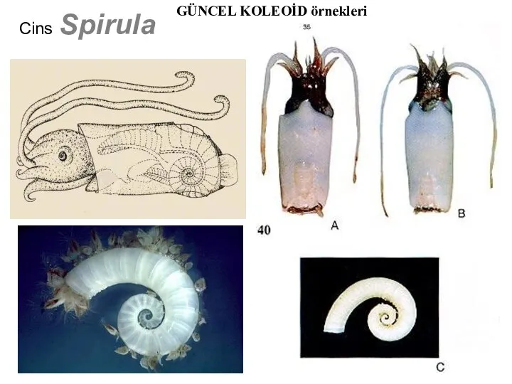 Cins Spirula GÜNCEL KOLEOİD örnekleri