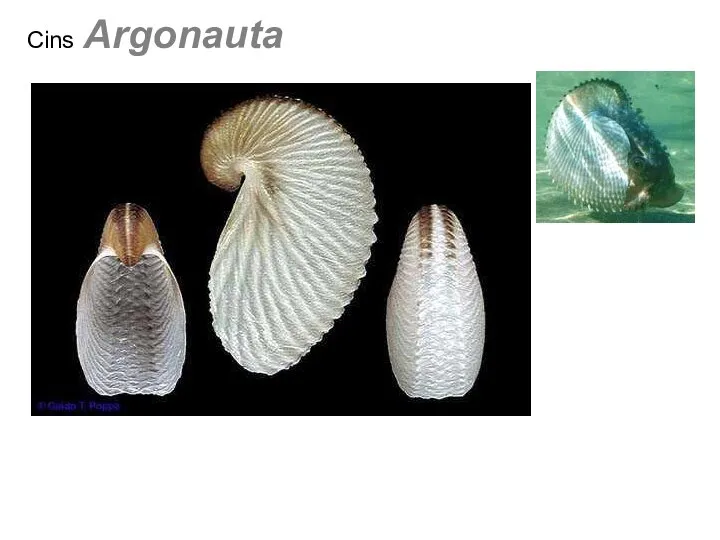 Cins Argonauta