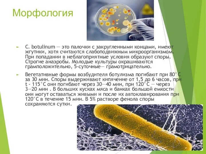 Морфология С. botulinum — это палочки с закругленными концами, имеют жгутики,