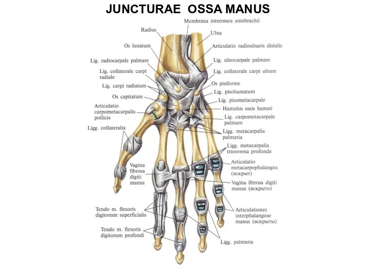 JUNCTURAE OSSA MANUS