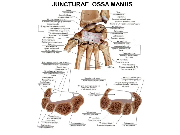 JUNCTURAE OSSA MANUS