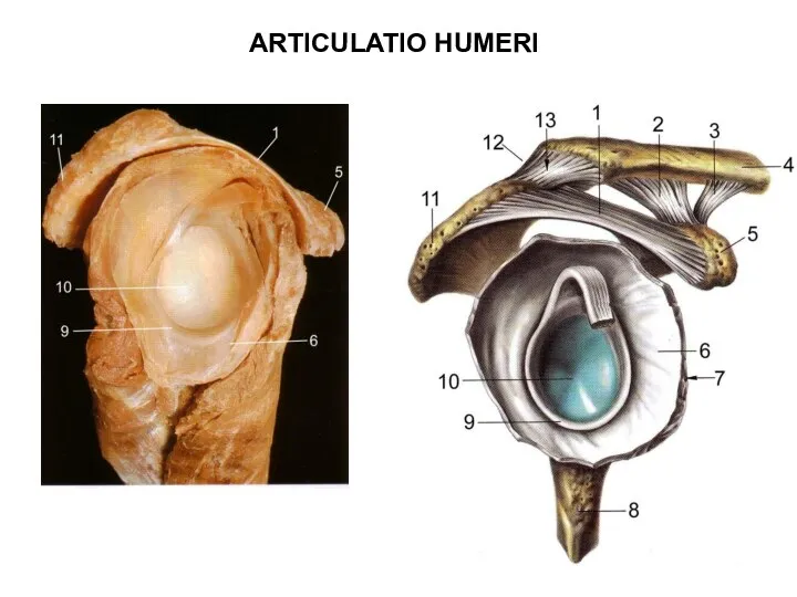 ARTICULATIO HUMERI