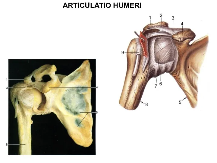 ARTICULATIO HUMERI