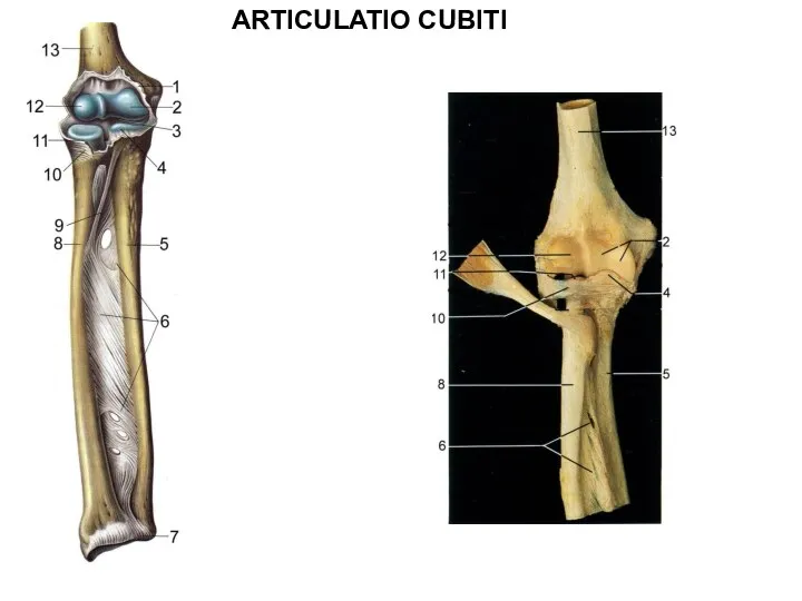 ARTICULATIO CUBITI