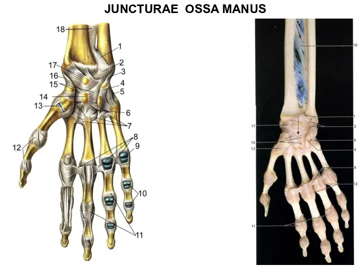 JUNCTURAE OSSA MANUS