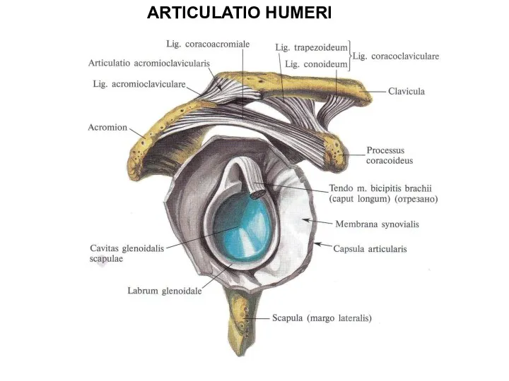 ARTICULATIO HUMERI