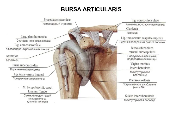 BURSA ARTICULARIS