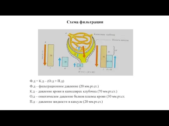 Схема фильтрации Ф.д = К.д – (О.д + П.д) Ф.д –