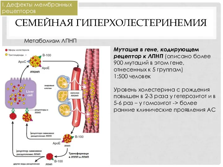 СЕМЕЙНАЯ ГИПЕРХОЛЕСТЕРИНЕМИЯ Метаболизм ЛПНП Мутация в гене, кодирующем рецептор к ЛПНП