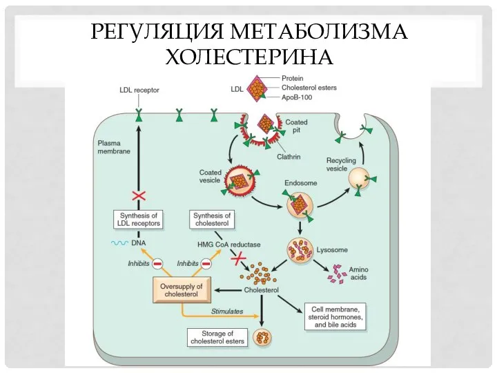 РЕГУЛЯЦИЯ МЕТАБОЛИЗМА ХОЛЕСТЕРИНА