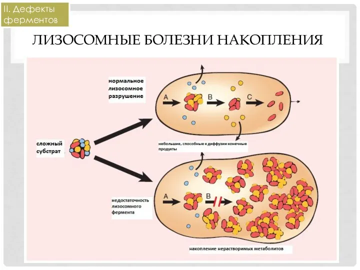 ЛИЗОСОМНЫЕ БОЛЕЗНИ НАКОПЛЕНИЯ II. Дефекты ферментов