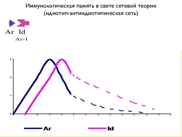 Иммунологическая память в свете сетевой теории (идиотип-антиидиотипическая сеть)