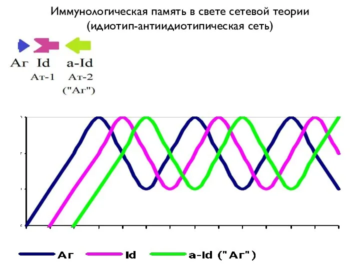 Иммунологическая память в свете сетевой теории (идиотип-антиидиотипическая сеть)