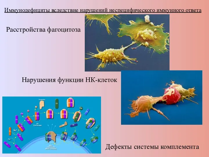 Иммунодефициты вследствие нарушений неспецифического иммунного ответа Расстройства фагоцитоза Нарушения функции НК-клеток Дефекты системы комплемента