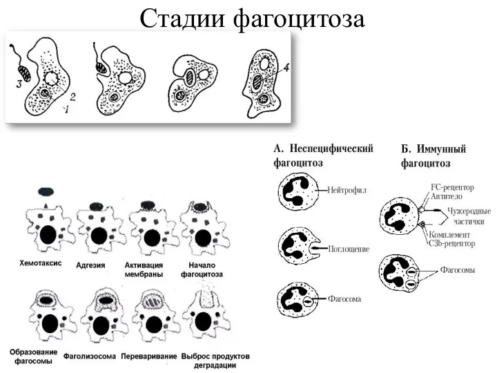 Стадии фагоцитоза