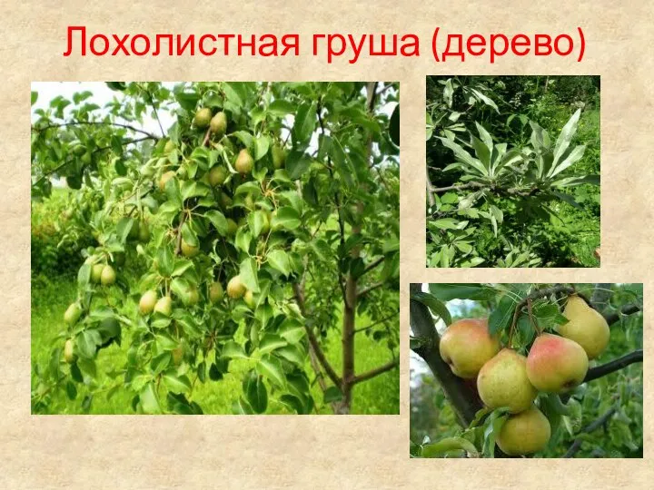 Лохолистная груша (дерево)