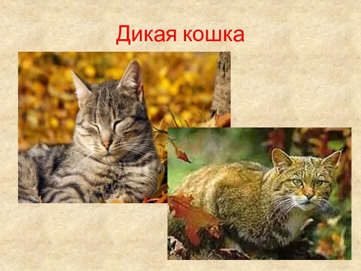 Дикая кошка